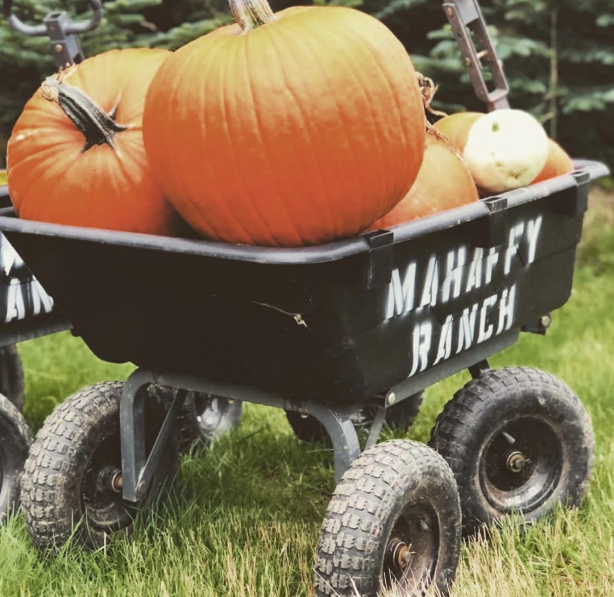 Pumpkins & Blooms Workshop at Mahaffy Ranch | Ocean Breeze Flowers and ...