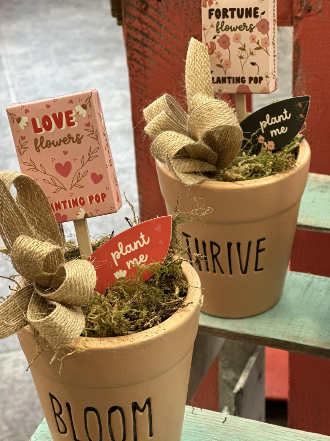 Air Plant Gift Box Ideas | EcoFriendly Plant Gift Box for Employee -  Succulents Box