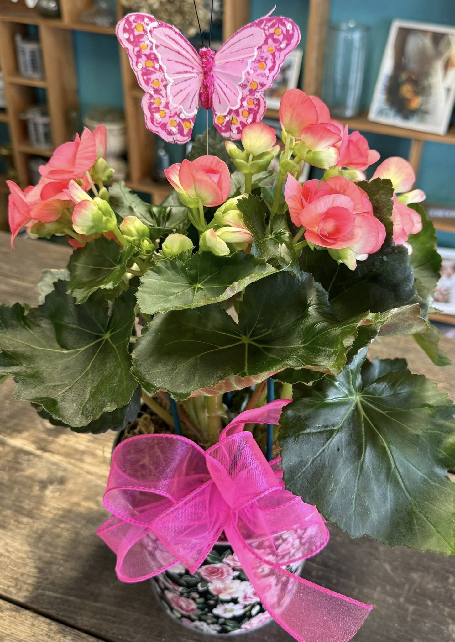 Pink butterfly decoration perched among bright pink begonias in a potted plant arrangement with a pink ribbon bow.